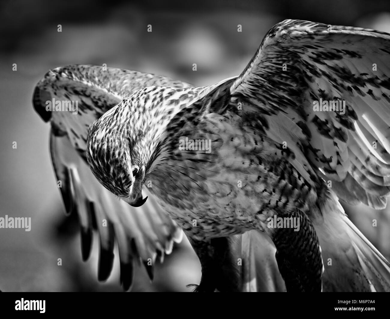 A Portrait of a Ferruginous hawk with it's wings out looking down in Black & White. Stock Photo