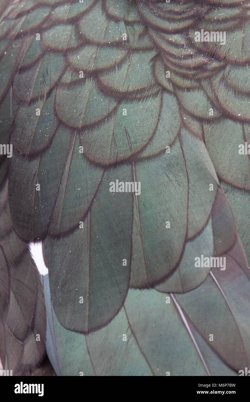 Green Duck feathers Stock Photo