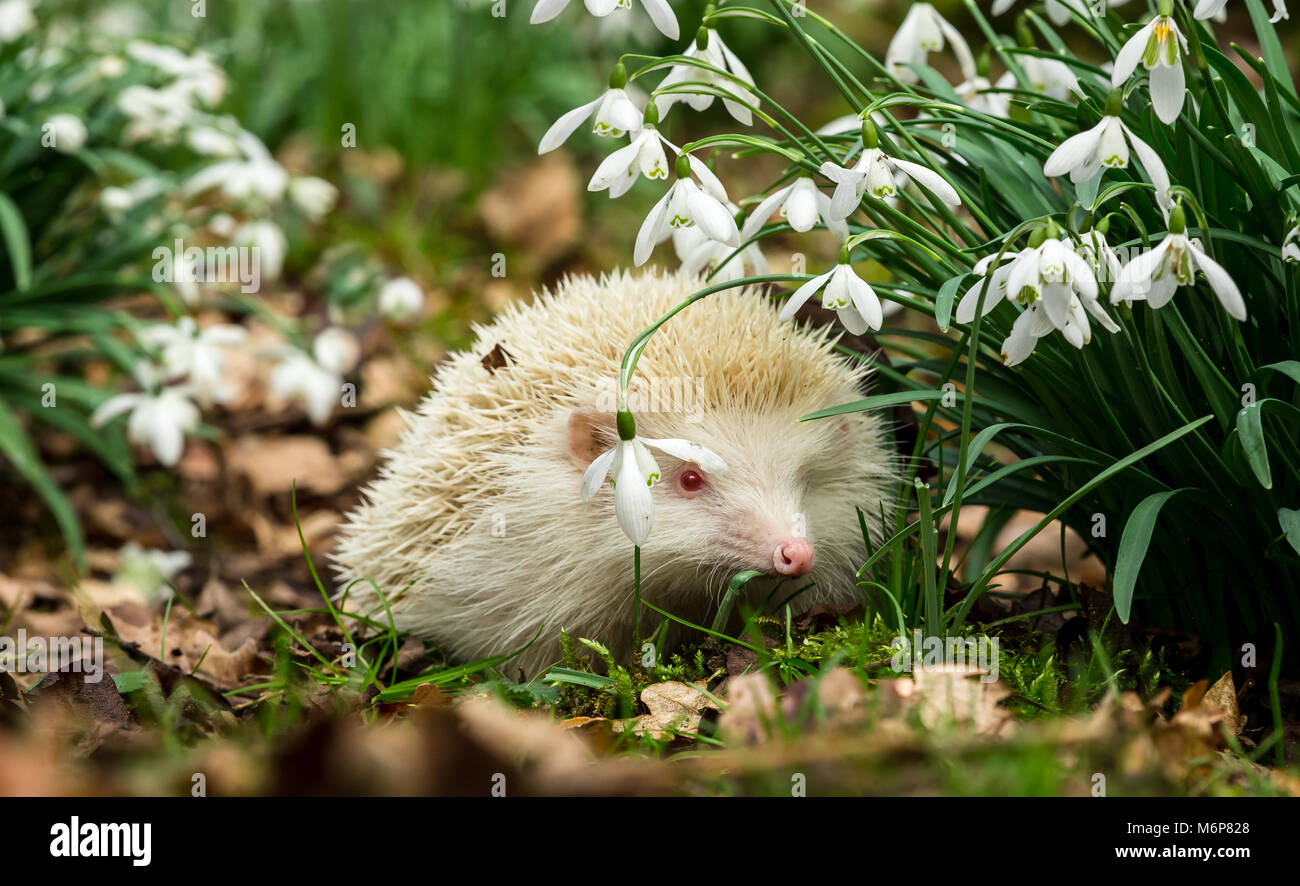 Wild, native European Albino hedgehog.  A True albino with pink eyes and nose in snowdrops.  Hedgehogs emerge from hibernation in Springtime Stock Photo