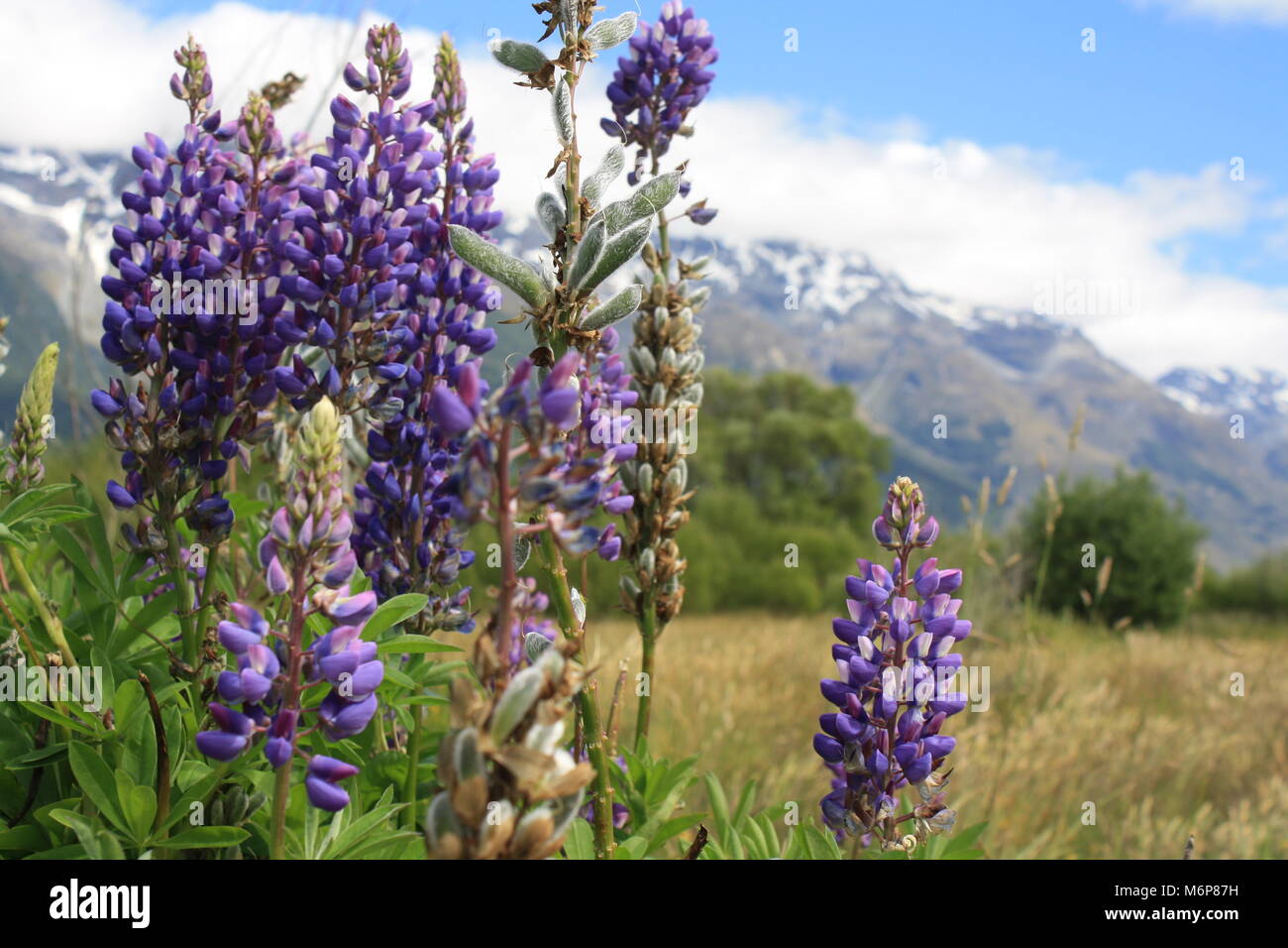 New zealand mountain wildflowers hires stock photography and images