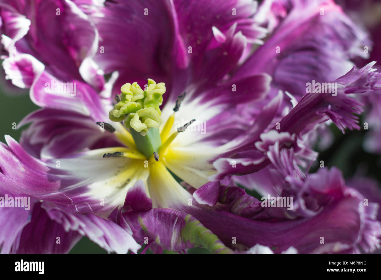 A violet lily flower Stock Photo Alamy