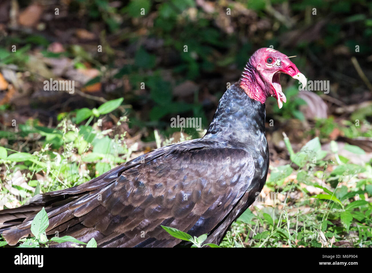 Turkey Vulture Eating Stock Photos & Turkey Vulture Eating Stock Images