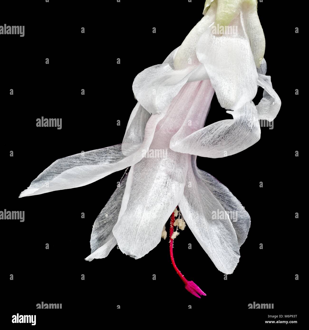 White Christmas Cactus Flower using Photo Stacking of about 25 images. Stock Photo