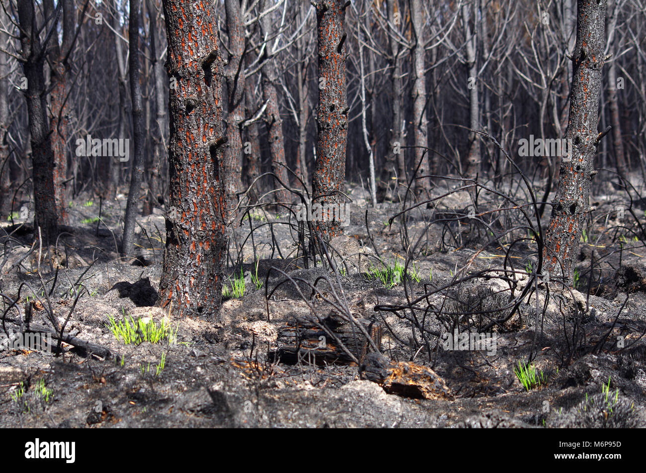 Forest fire. Only 6 days after a forest fire, grass begins to grow Stock Photo