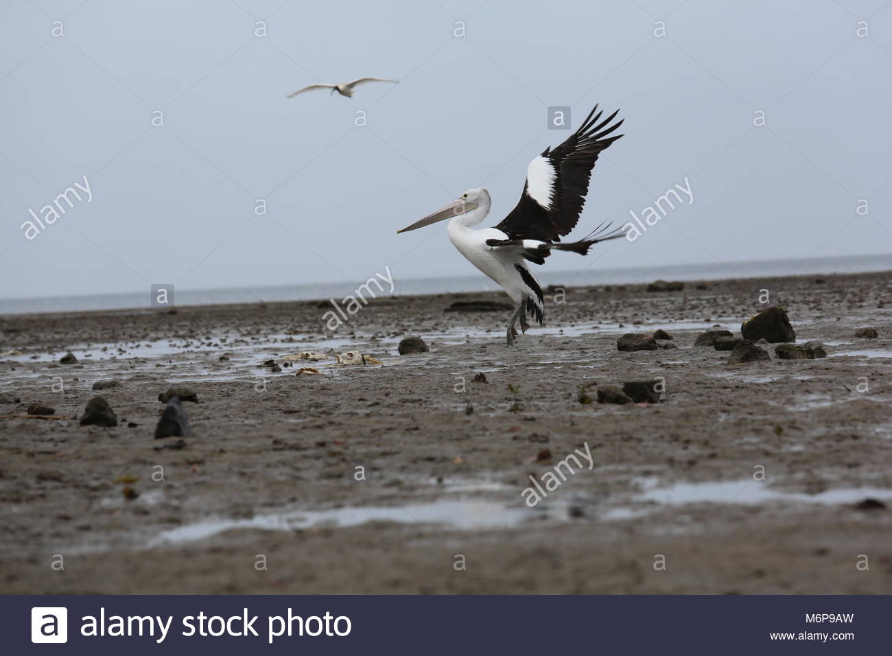 At low tide a pelican walks the mucky shore in search of food. Stock Photo
