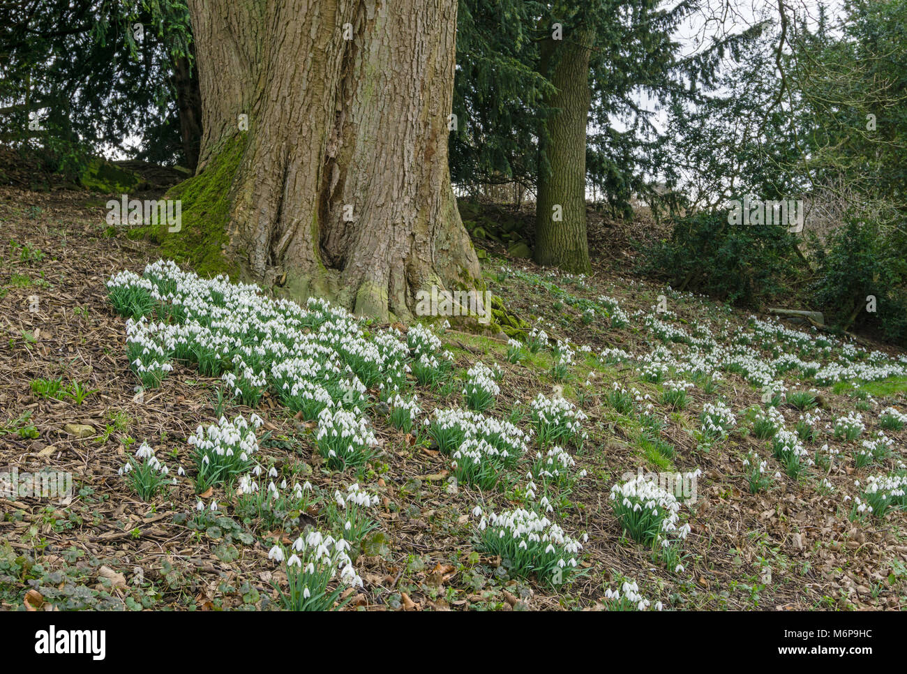 Winter at Easton Walled Gardens with its famous displays of flowering snowdrops carpeting the woods; near Grantham, Lincolnshire. Stock Photo
