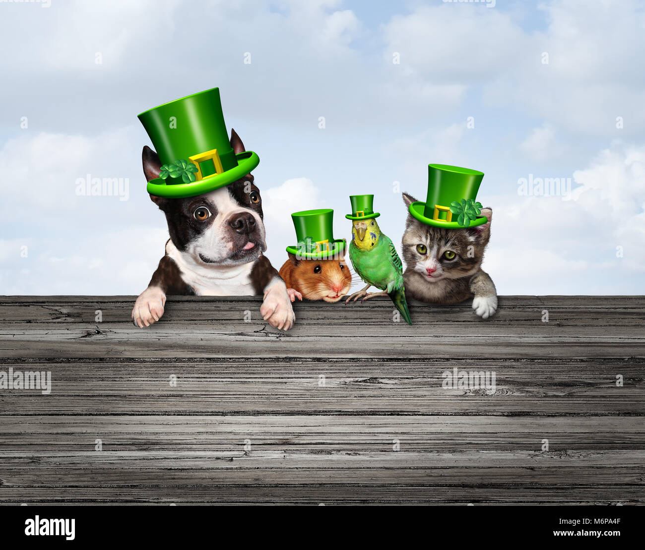St Patricks or happy saint Patrick day pet celebration sign as a March traditional green shamrock decorated pets with 3D illustration elements. Stock Photo