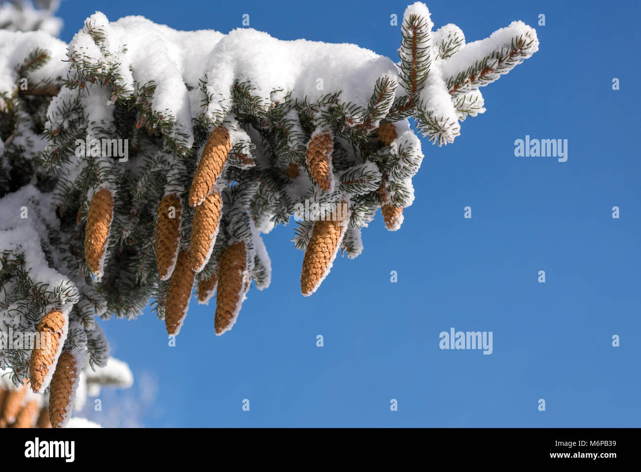 Spruce branches and cones covered with white snow against cloudless blue sky with copy space Stock Photo
