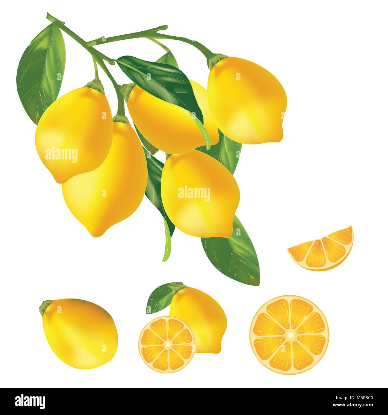 Vector art Fresh yellow lemons with green leaves with isolated lemon ...