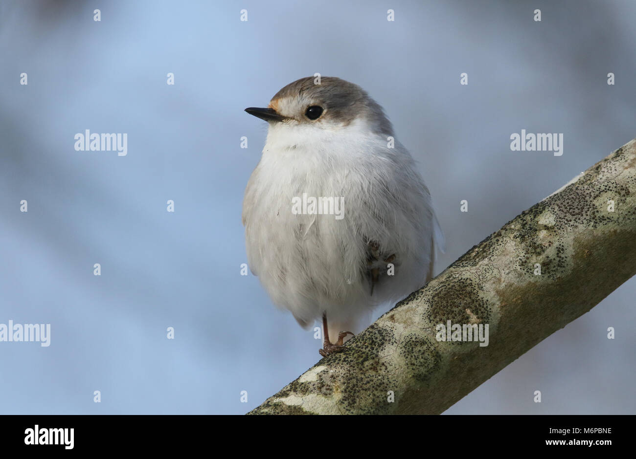 A stunning rare Leucistic Robin (Erithacus rubecula) perched on a branch on a cold winters day. Stock Photo
