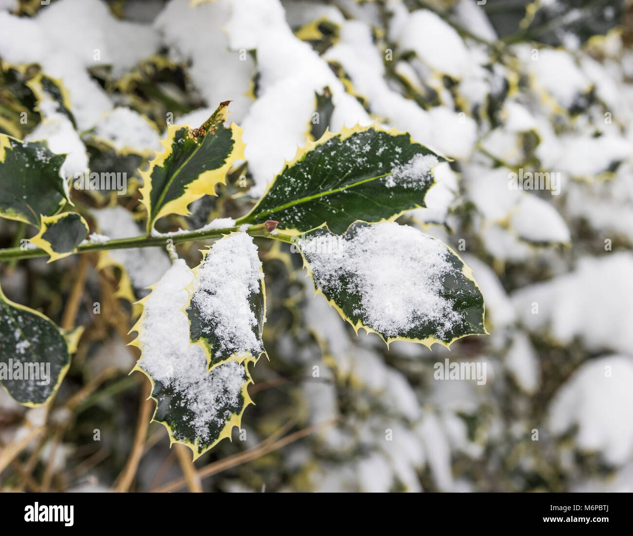 Leaves of the holly, Ilex, plant in winter snow, UK Stock Photo