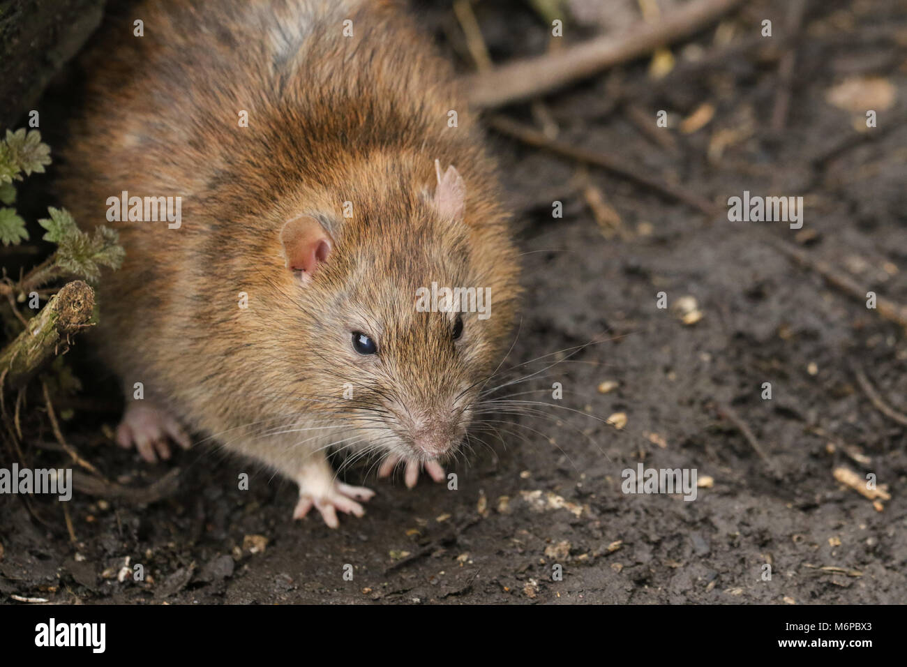 Common Brown Rat Stock Photos & Common Brown Rat Stock Images Alamy