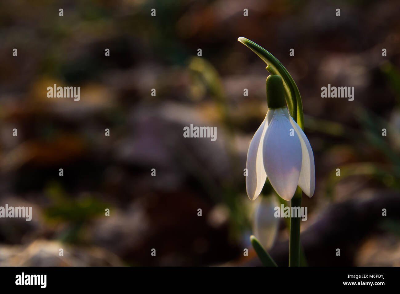 snowdrop in spring Stock Photo