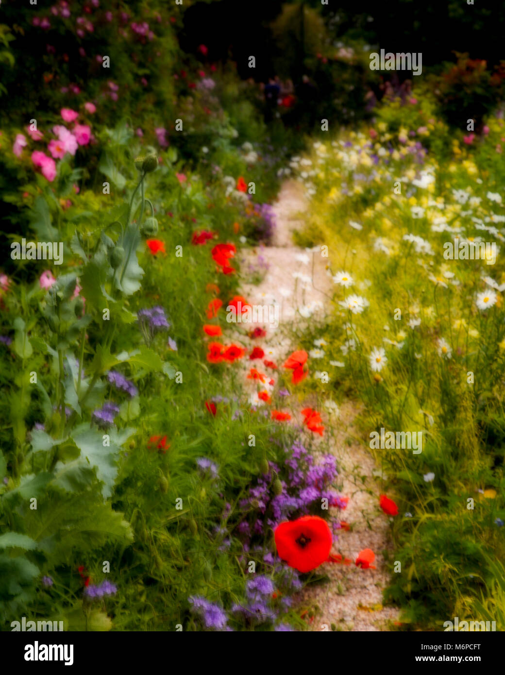 Garden of wild flowers, Giverny, France, planted by Stock Photo