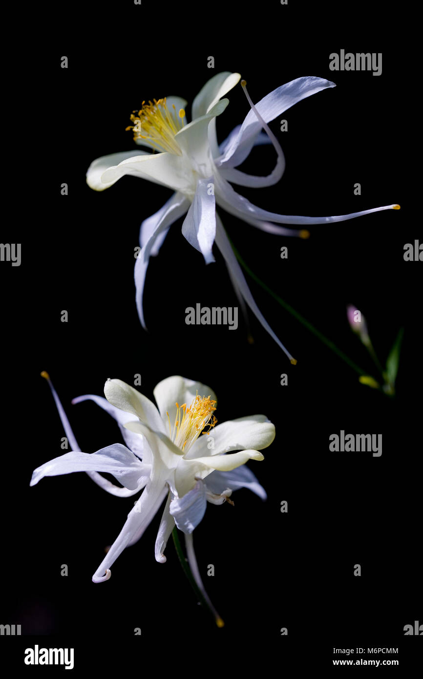 Two white flowers against a black background Stock Photo
