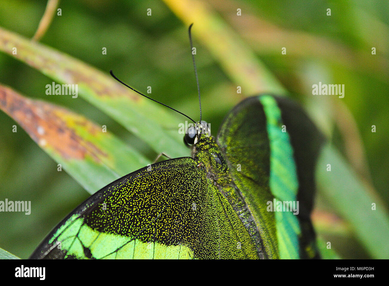 Big green butterfly Emerald Swallowtail close up, Papilio palinurus Stock Photo