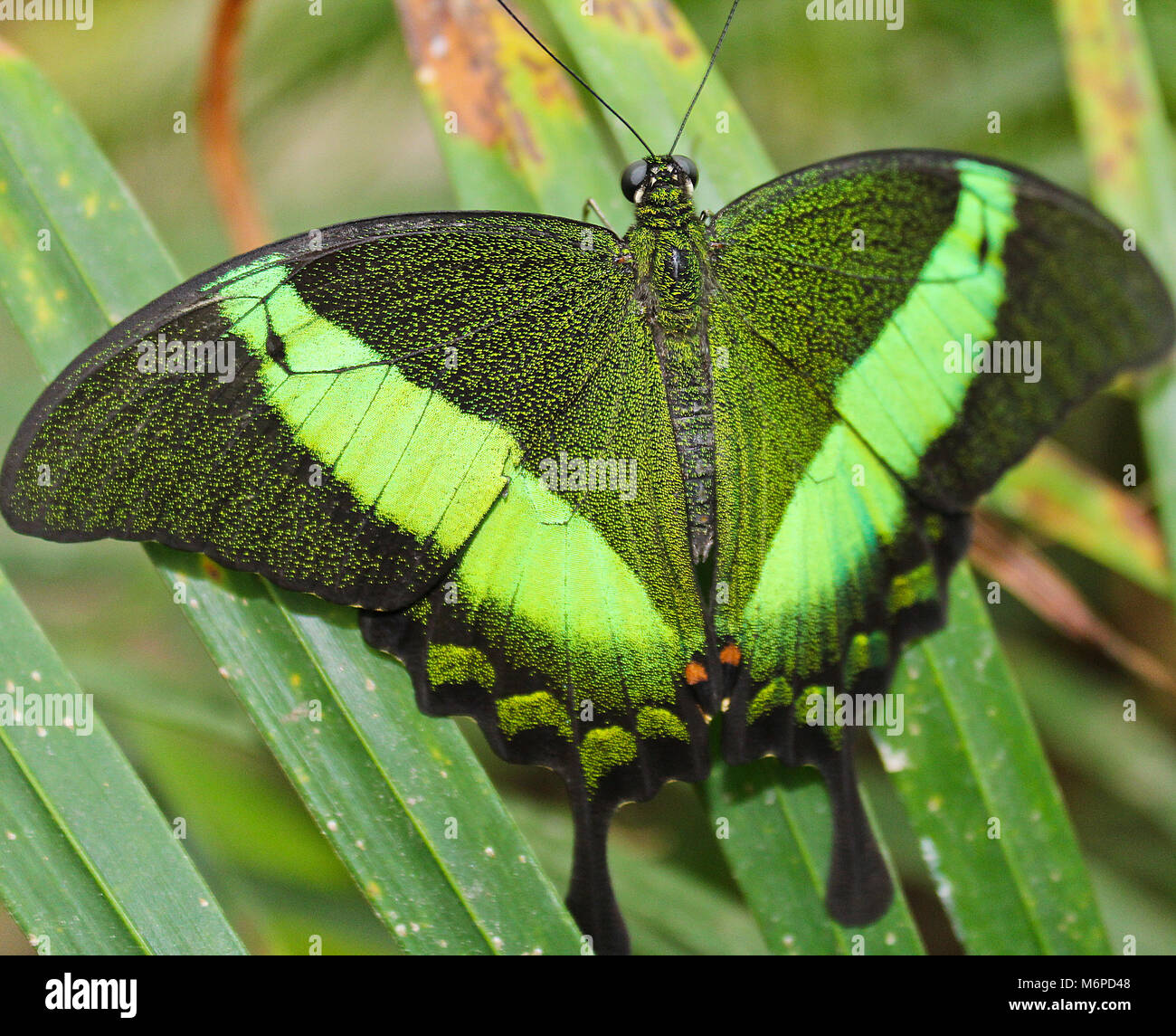 Big green butterfly Emerald Swallowtail, photo to wings, Papilio palinurus Stock Photo