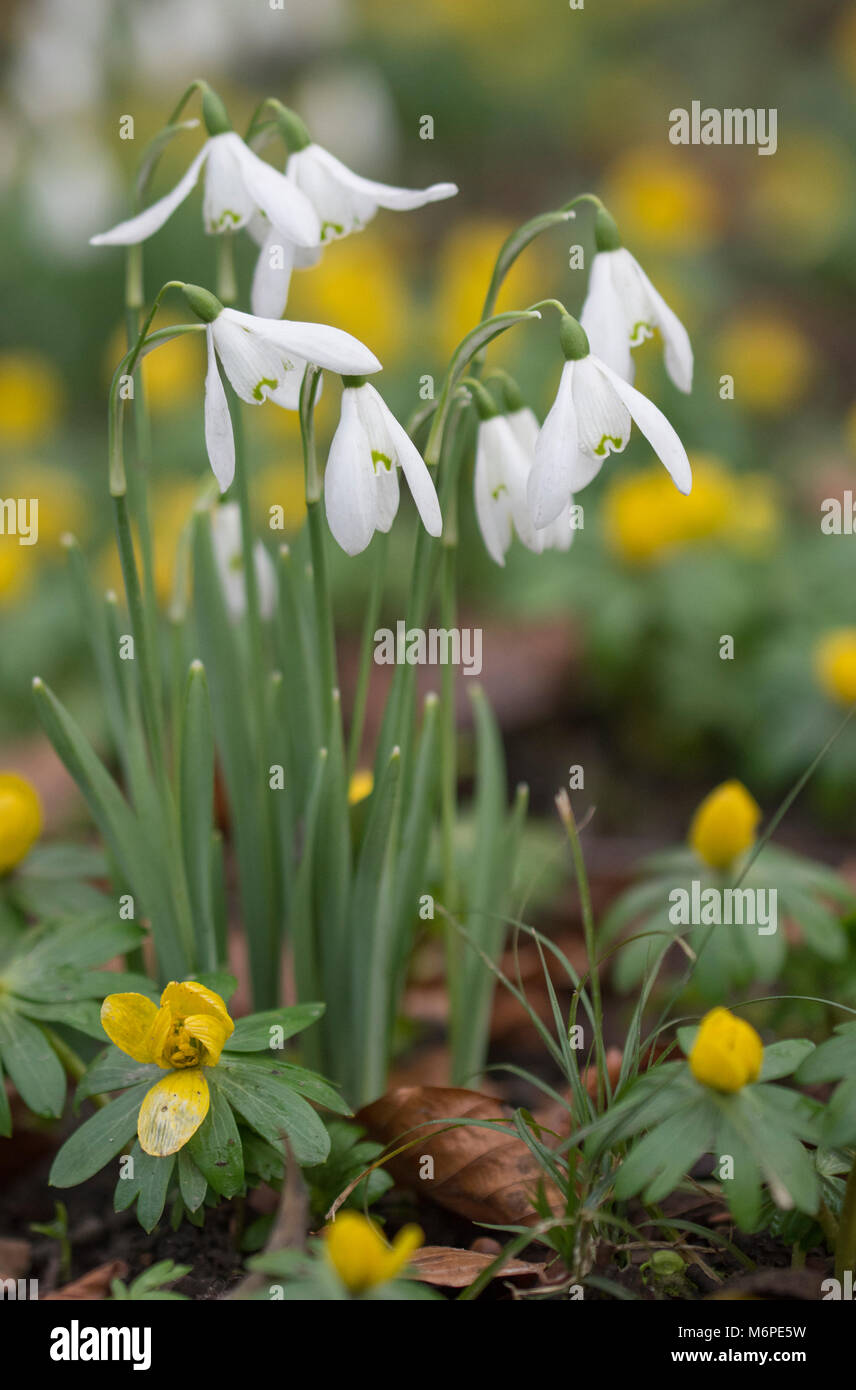 Snowdrops (galanthus) and winter aconites (Eranthis hyemalis), United ...