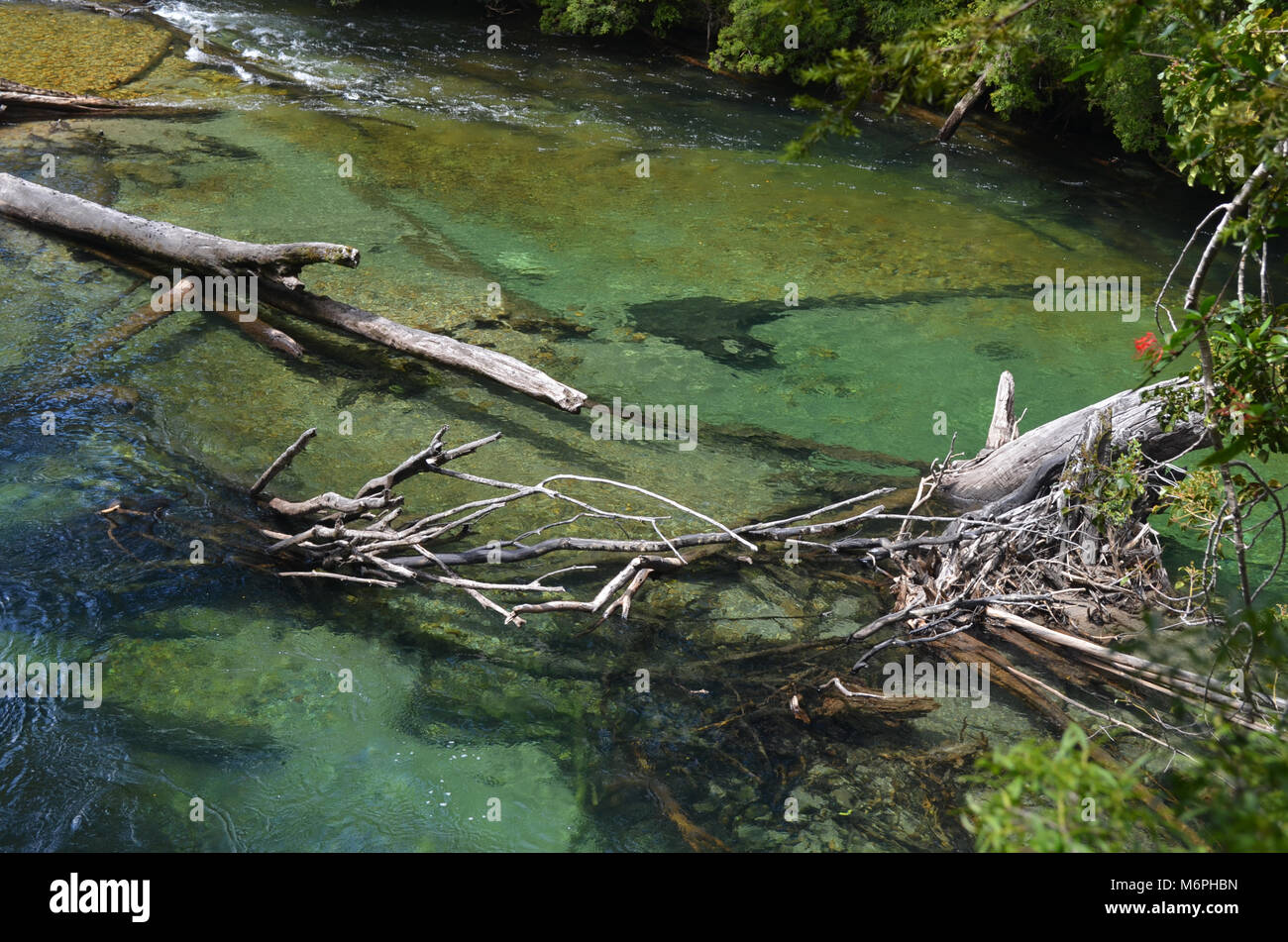 Valdivian temperate rainforests in southern Chile (Chilean Patagonia) Stock Photo