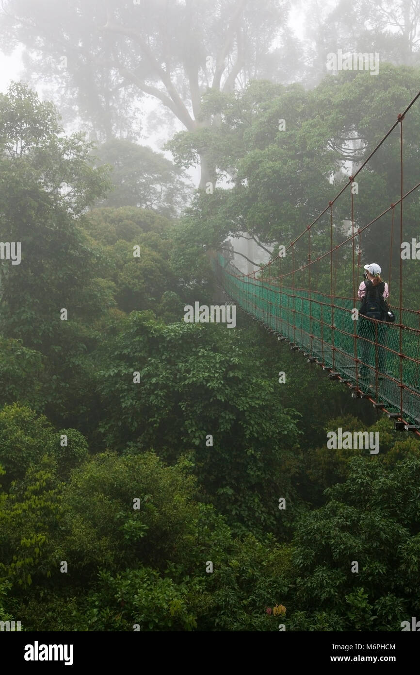 Tropical rainforest canopy trees hi-res stock photography and images ...
