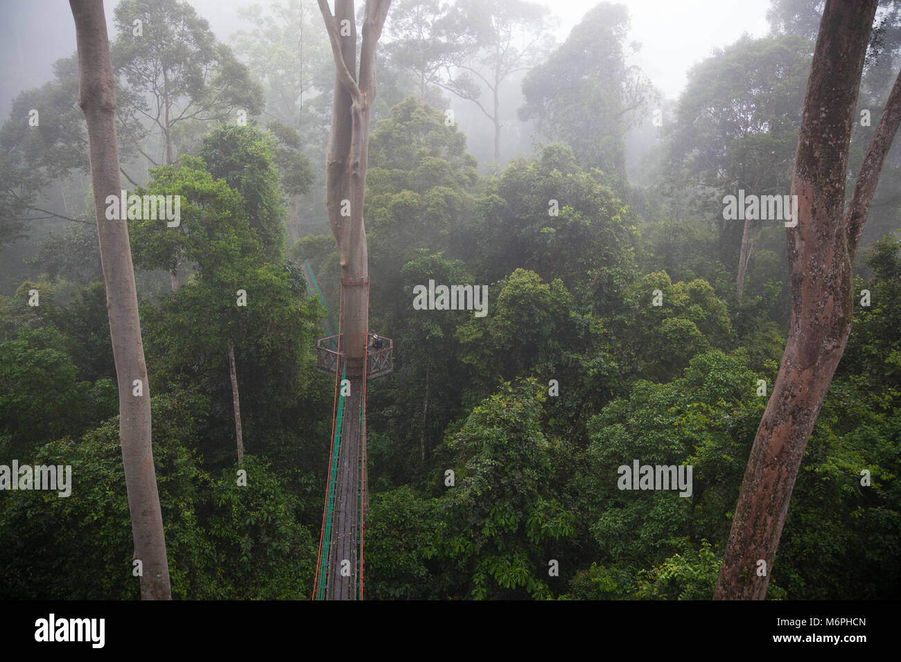Canopy walkway through tropical lowland dipterocarp rainforest in Danum Valley Conservation Area Stock Photo