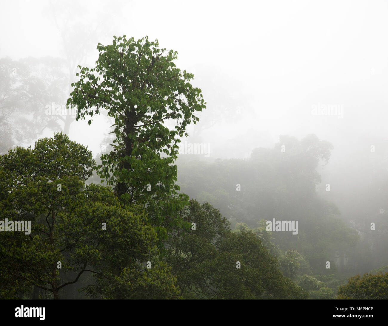 Bornean tropical lowland dipterocarp rainforest canopy in the mist, Danum Valley Conservation Area Stock Photo