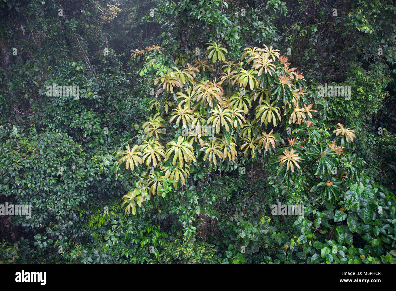 Barringtonia tree in undisturbed lowland tropical rainforest vegetation, Sabah, Borneo Stock Photo