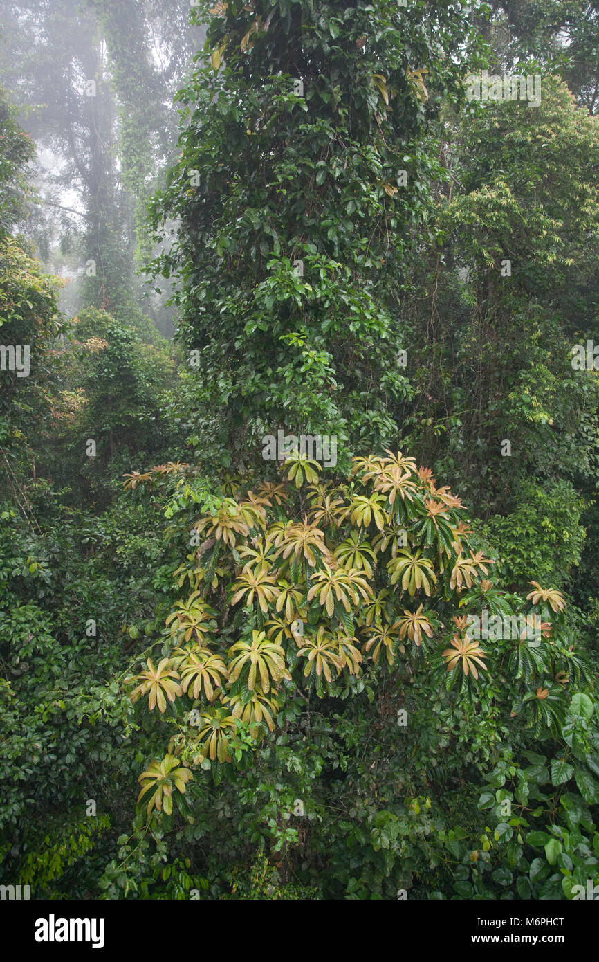 Barringtonia tree in undisturbed lowland tropical rainforest vegetation, Sabah, Borneo Stock Photo