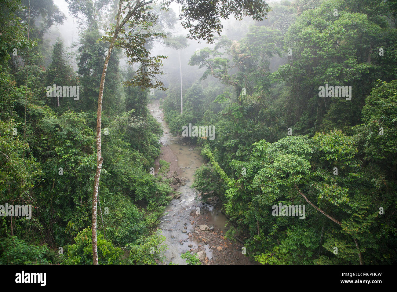 Tropical lowland dipterocarp rainforest understory along stream in Danum Valley Conservation Area, Sabah, Malaysian Borneo Stock Photo