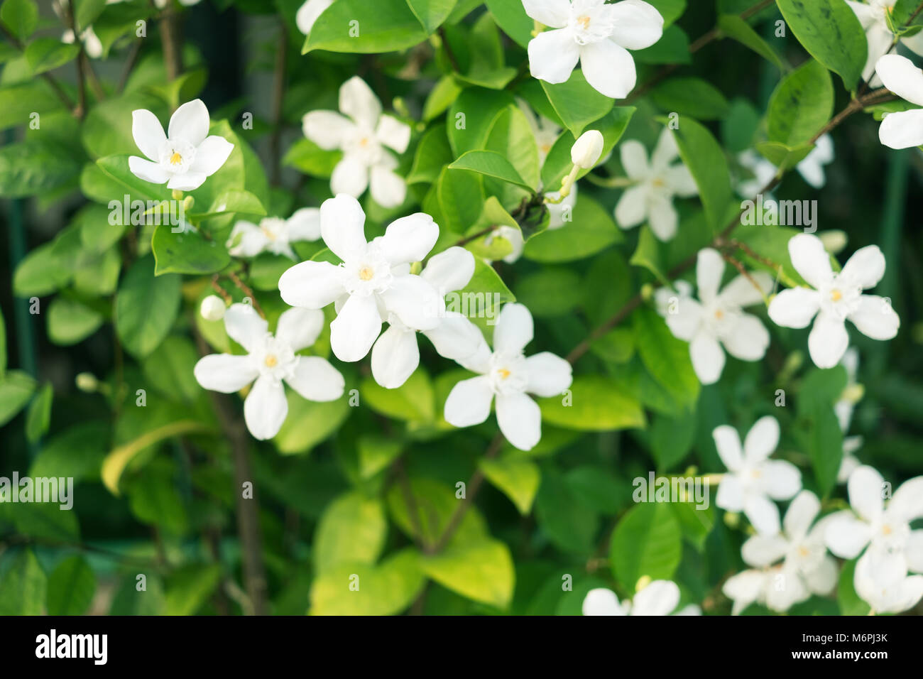 Blooming flowers. White Inda from Sri Lanka. Refreshing background Stock Photo