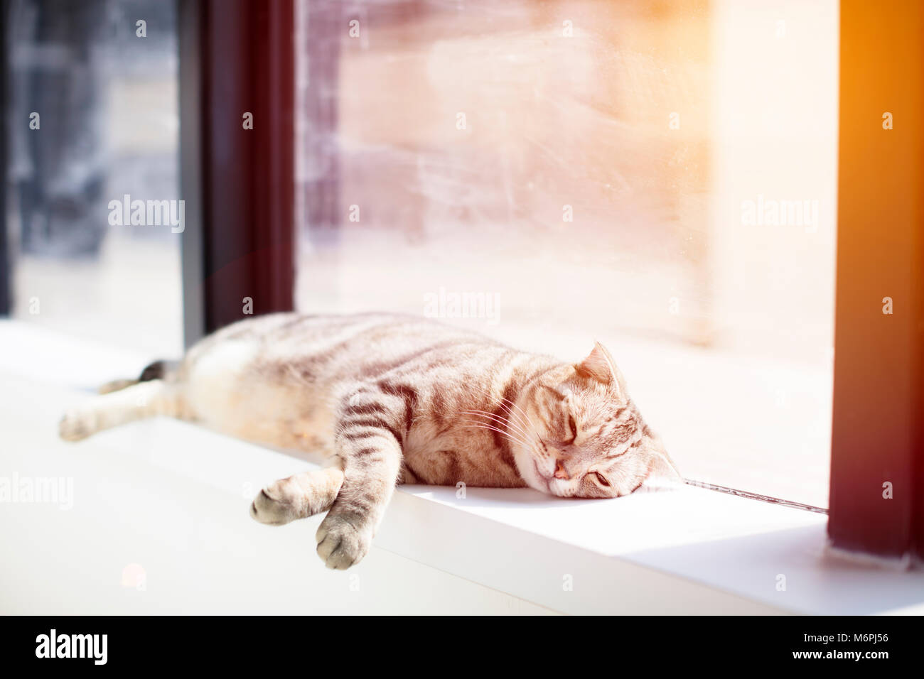 Cat sleeping on the windowsill Stock Photo - Alamy