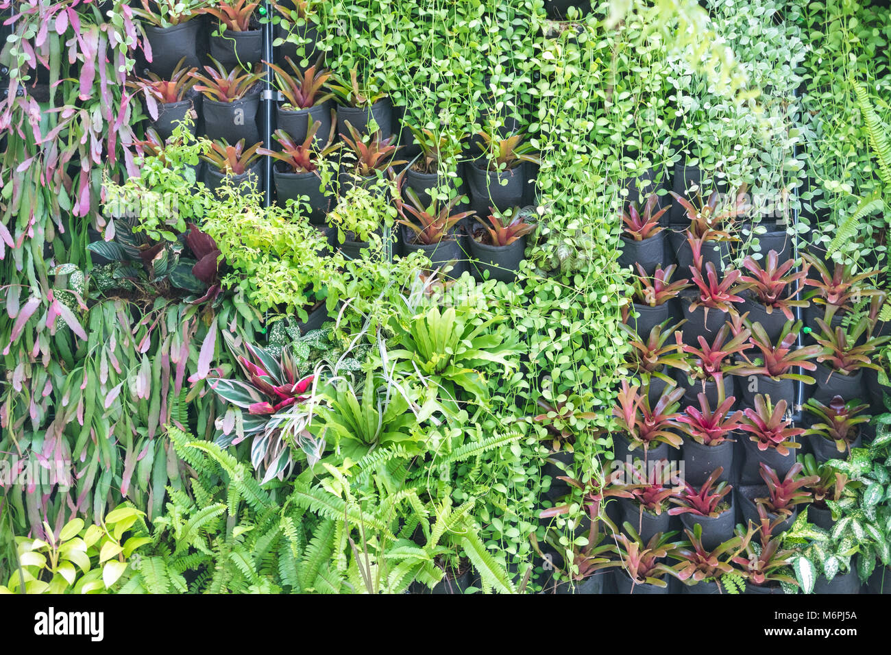 Various of green plants wall decoration. Beautiful Nature background