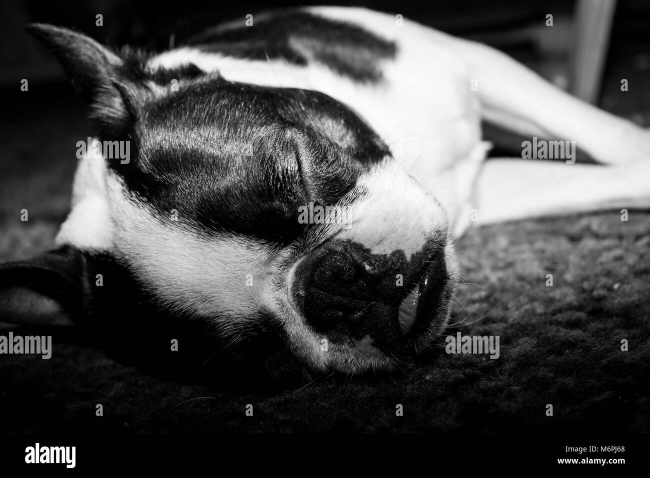 Sleeping Boston Terrier puppy laying on it's side in peaceful slumber Stock Photo