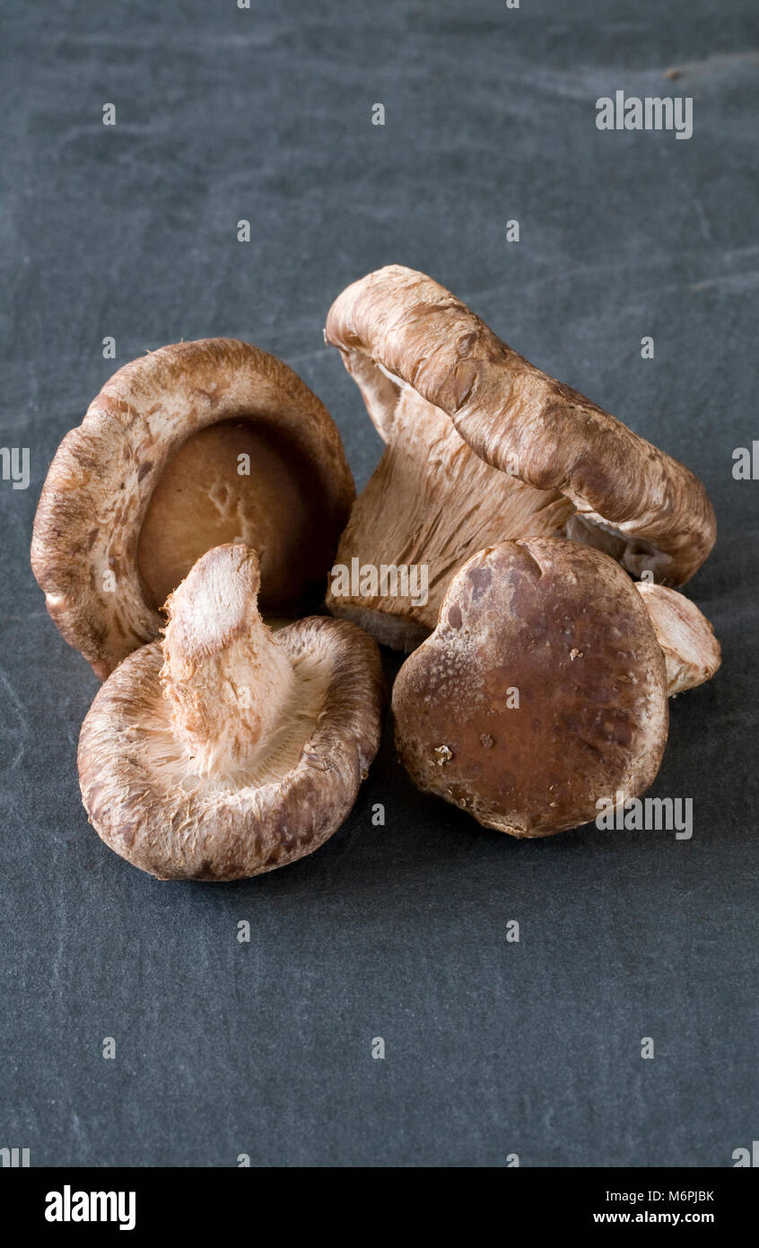 Shiitake mushrooms on a slate background. Stock Photo