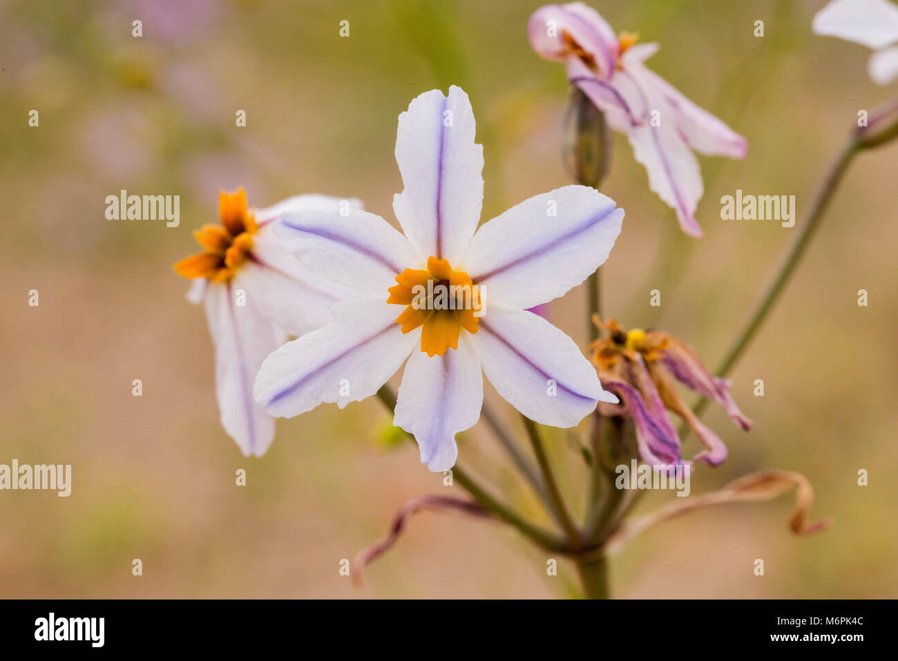 Leucocoryne appendiculata Phil. Common name: Huilli, cebollín, Family: Alliaceae. Blooming Desert Chile 2017 Stock Photo