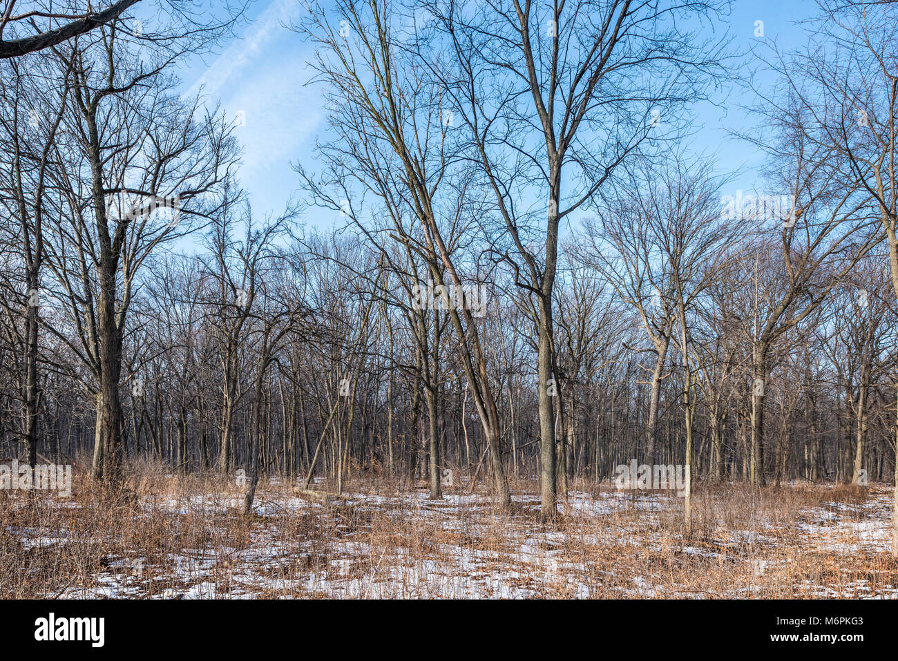 Harms Flatwoods forest preserve in Skokie Stock Photo