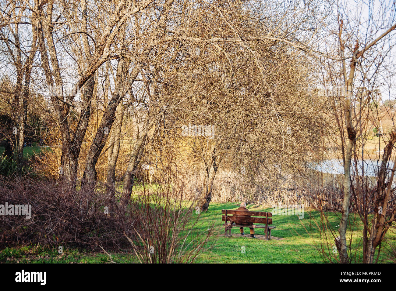 Man Alone in a Park Sitting on a Bench Stock Photo - Alamy