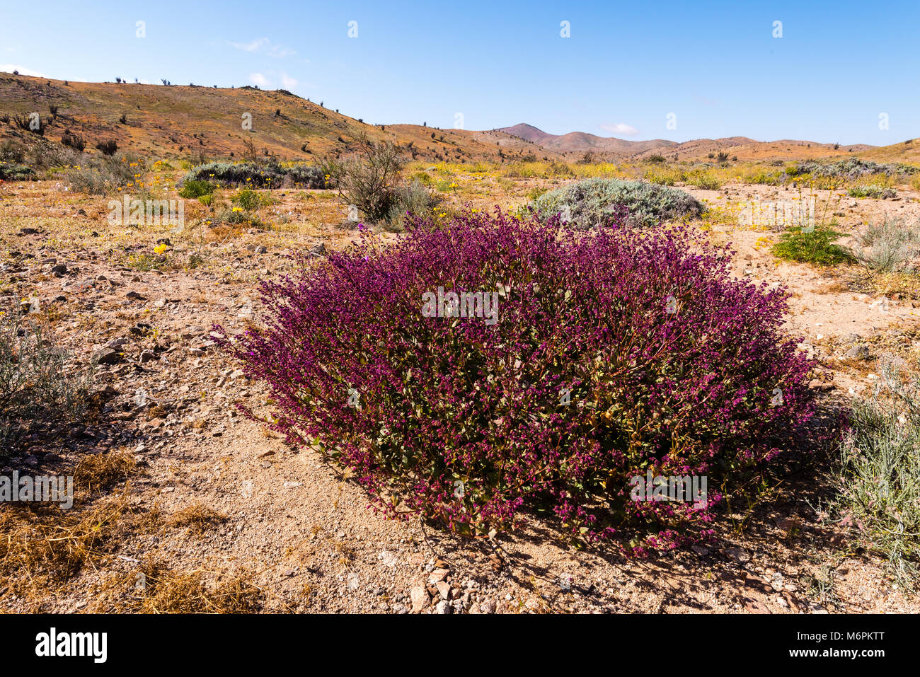 Blooming Desert Chile 2017 Stock Photo