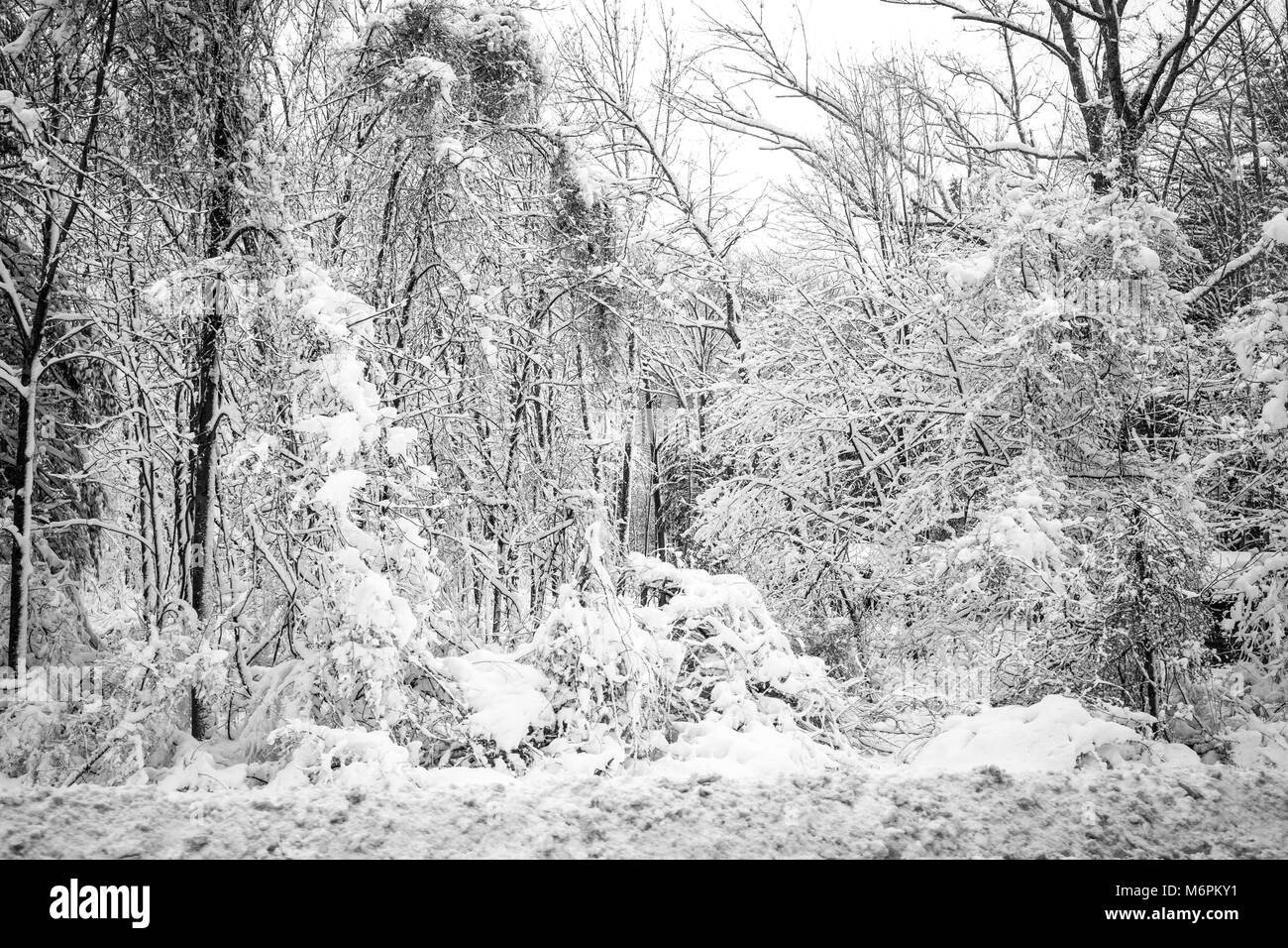 Winter trees covered with heavy snow after a storm at day Stock Photo