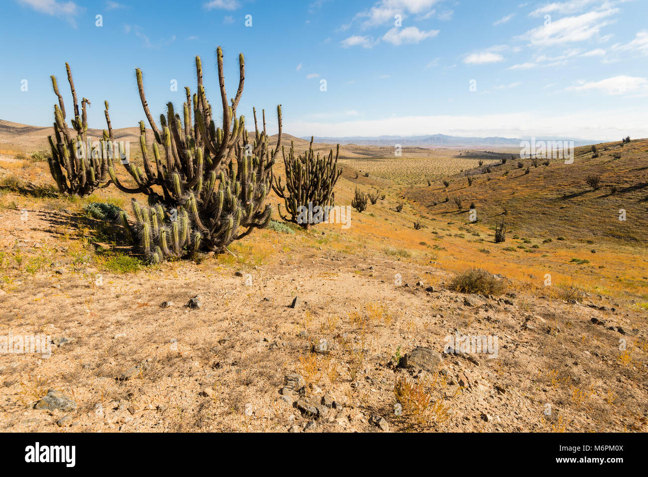 Blooming Desert Chile 2017 Stock Photo