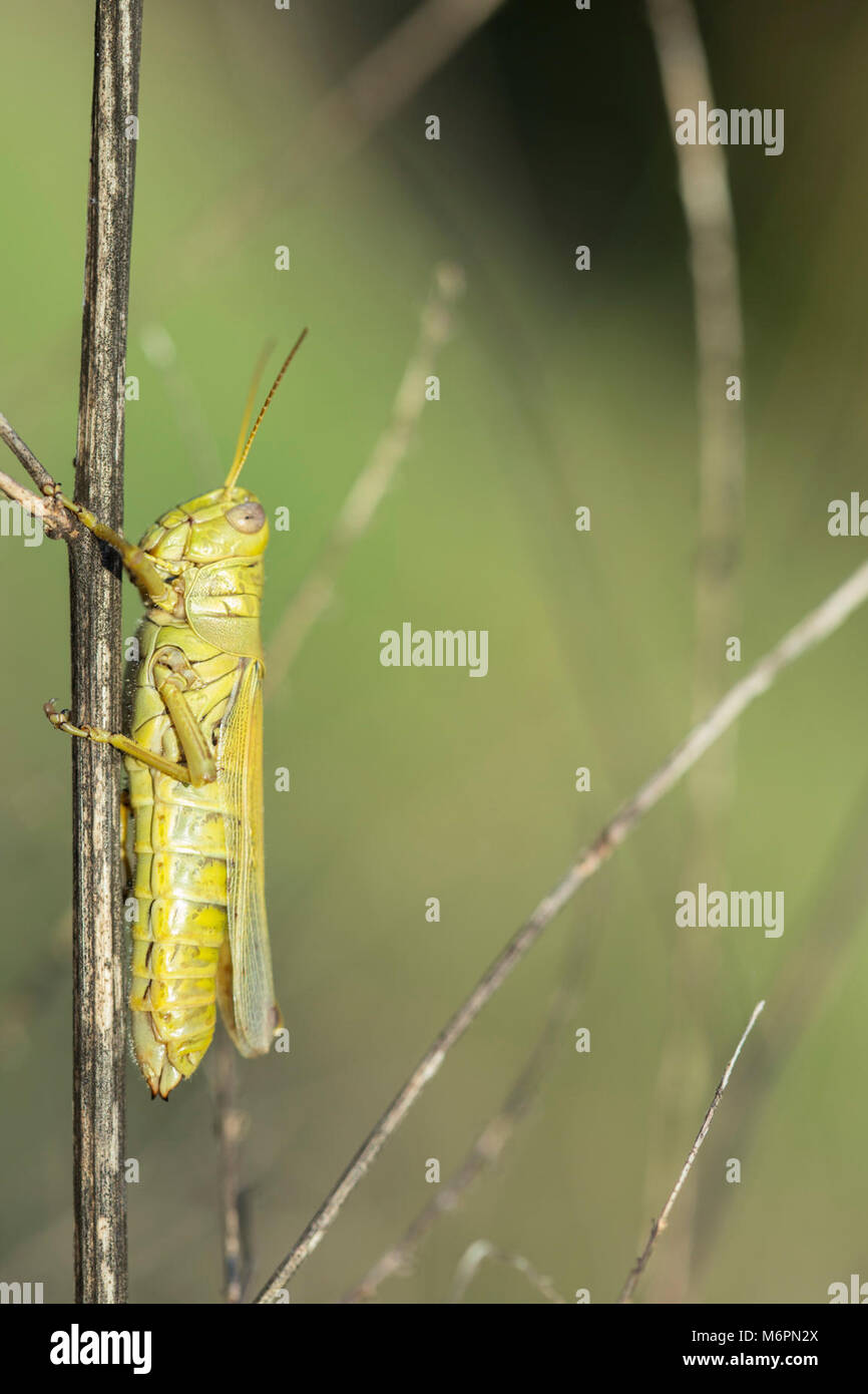Differential Melanoplus differentialis Stock Photo Alamy