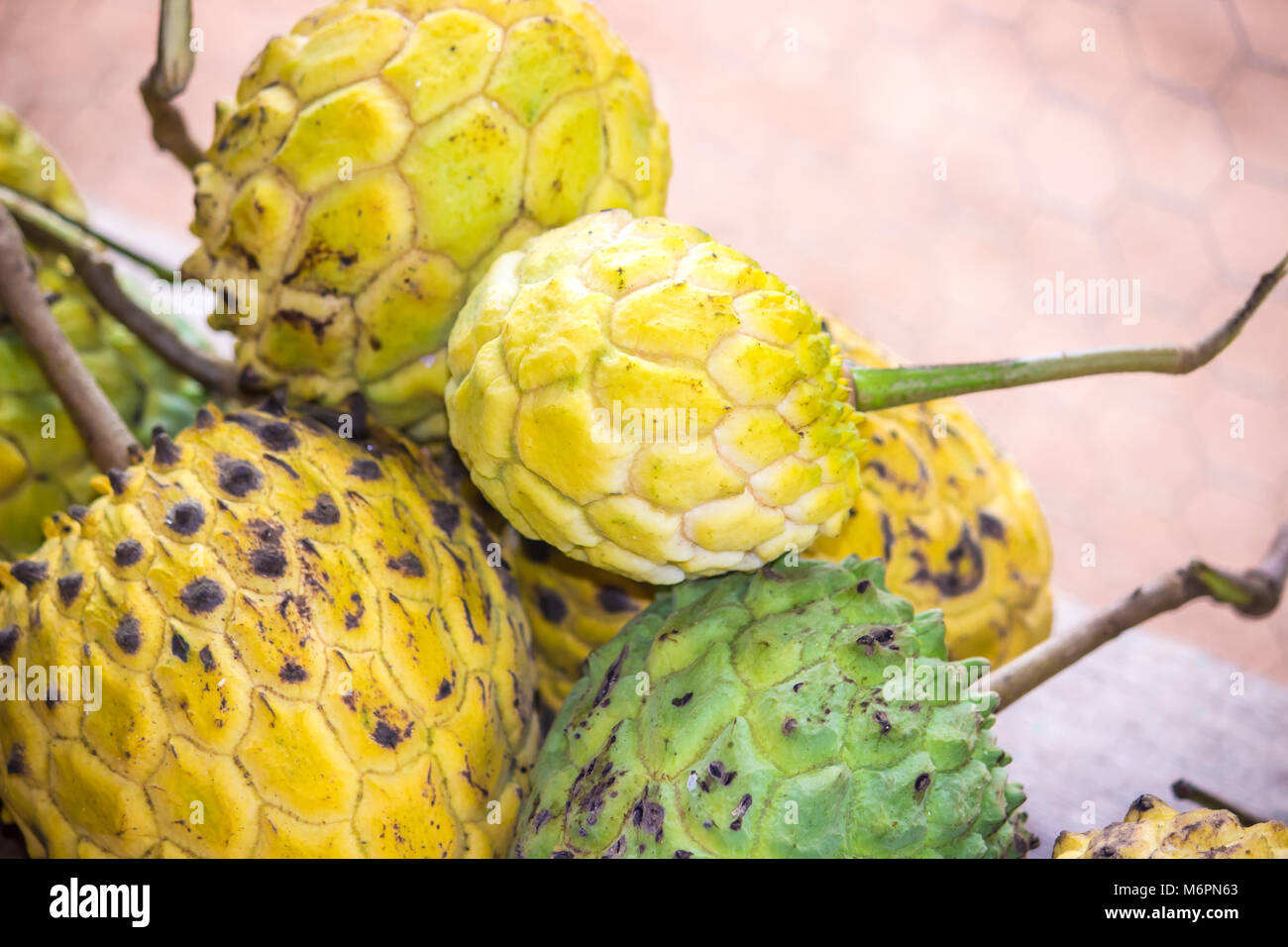 O biribazeiro é uma fruteira nativa das Antilhas, mas disseminada na Amazônia. Contendo alguns elementos nutricionais como: proteínas, carboidratos Stock Photo