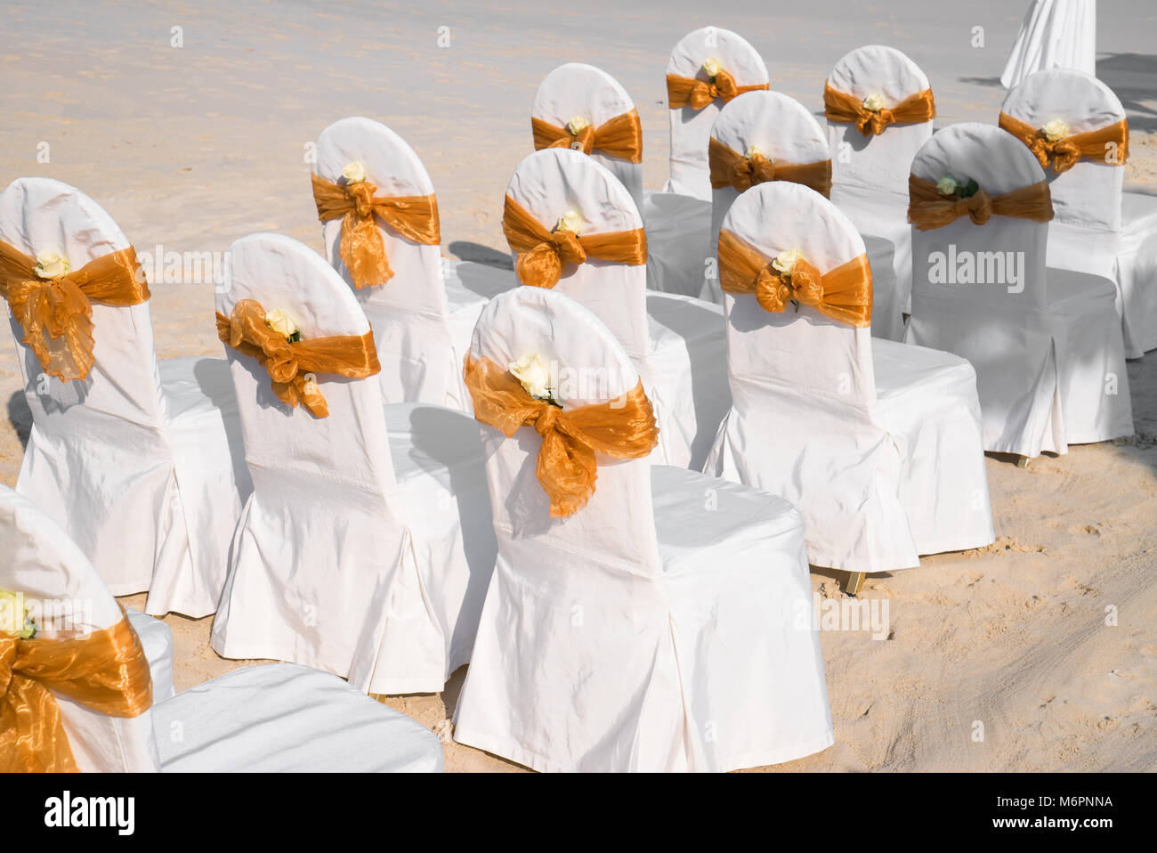 A group of white spandex chairs cover with gold organza sash for beach wedding venue, cone of roses petals Stock Photo