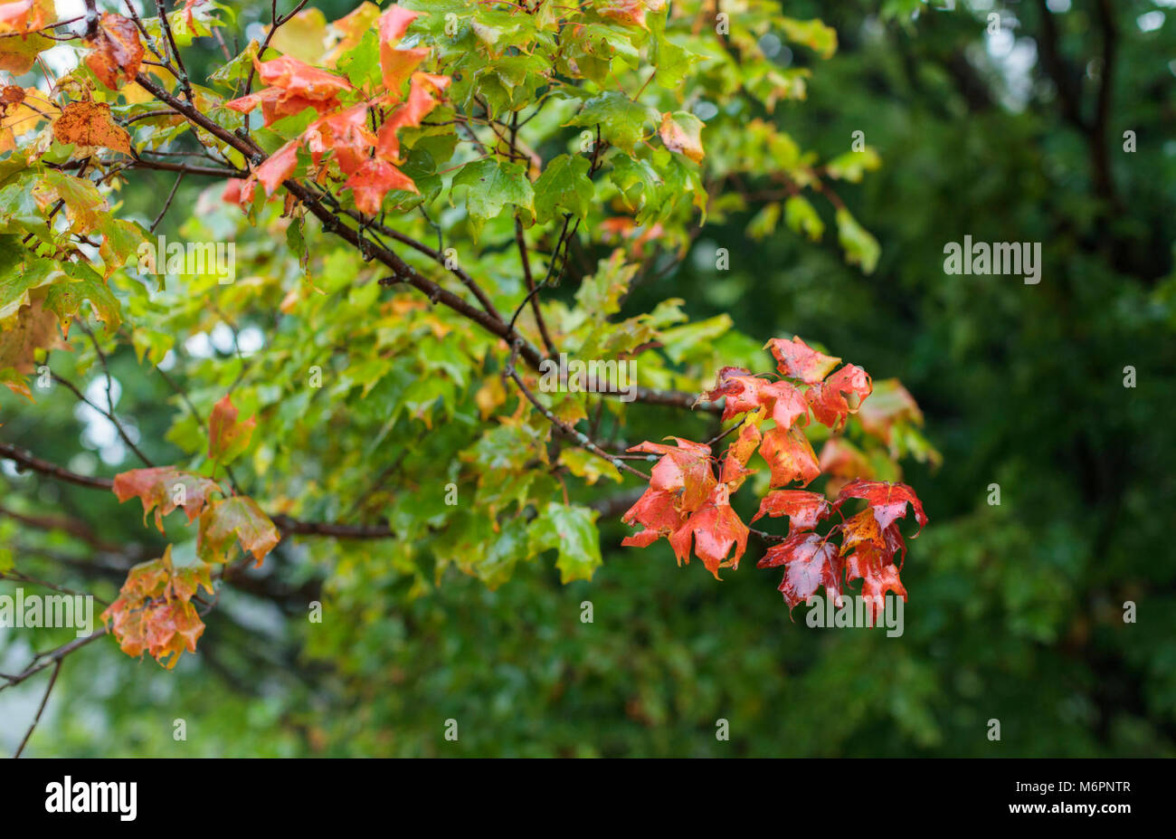 Early Fall Maple Stock Photo - Alamy