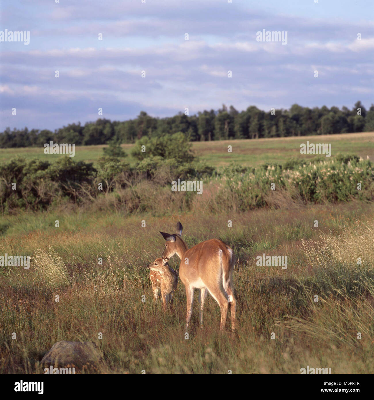 Blue ridge mountains virginia deer hi-res stock photography and images ...