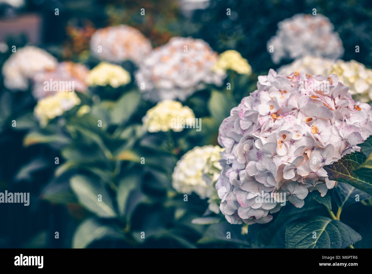 Pink hydrangea flowers bush in the garden in the fall. Shot with a ...