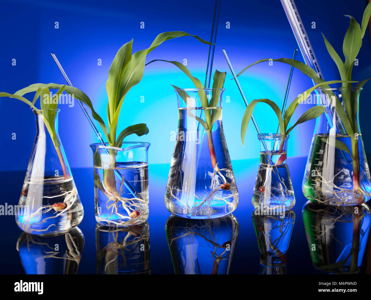 Plants in laboratory. Biotechnolgy concept. Blue background. Stock Photo