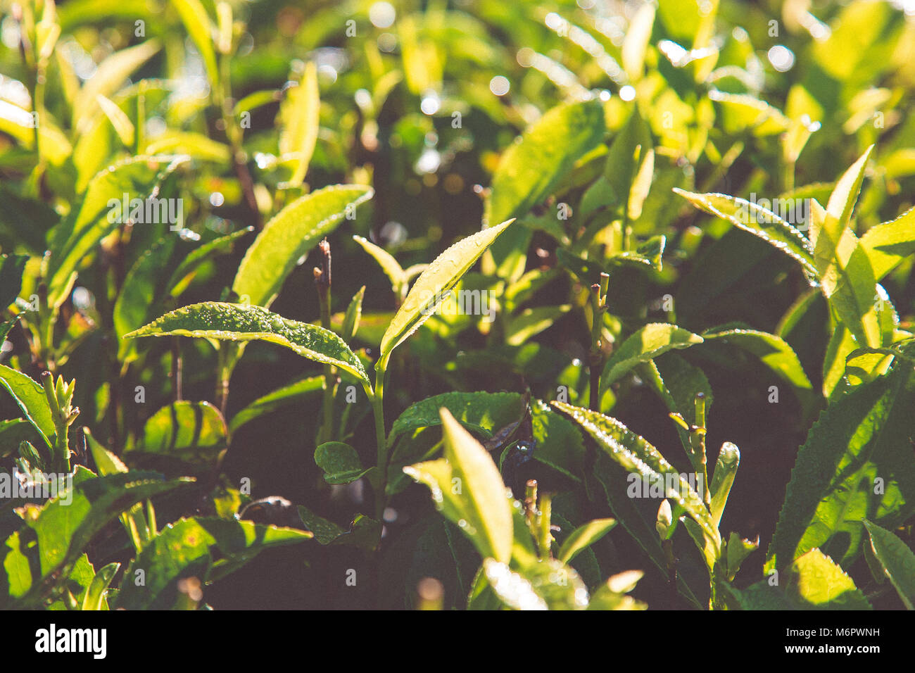Green tea leaves in a tea plantation in morning. closeup green tea