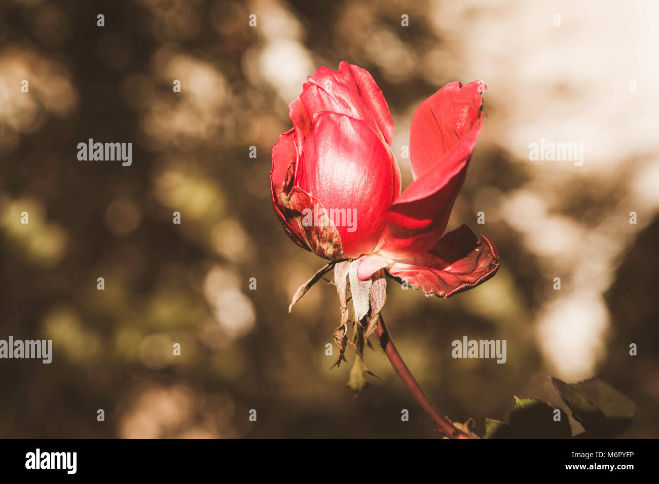 Beautiful rose flower photographed in the December sun outside in a