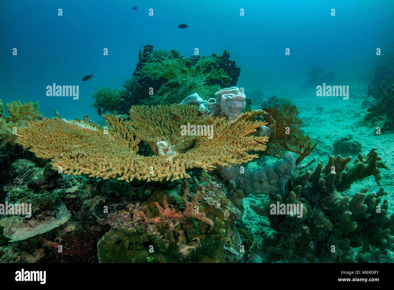 Table coral (Acropora). Picture was taken in the Celebes sea, Indonesia Stock Photo